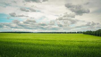 A neat, green, wheat field and a cloudy sky photo
