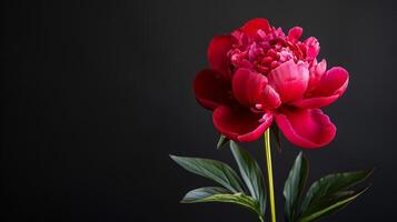 a single red peony flower is shown against a black background photo