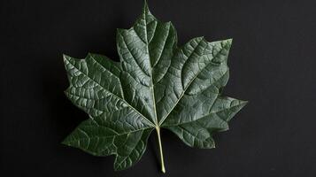 a single maple leaf on a black background photo