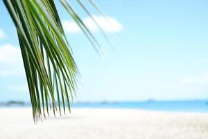 Palm leaf on the beach with blue sky and sea background. photo