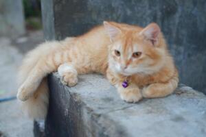 ginger cat sit on the cement floor in the garden, soft focus photo