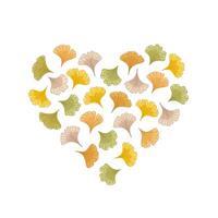 Autumn ginkgo biloba leaves in the shape of a heart. Colorful illustration. Natural design at soft and soothing abstract leaf, nature inspired vector