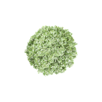 Top view of Maple tree isolated on transparent Canvas png