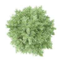 set of birch tree on transparent Canvas from top view png