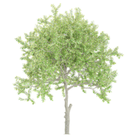 3D rendering of Olive tree isolated on transparent Canvas png