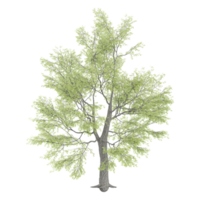 3D rendering of Birch tree isolated on transparent Canvas png