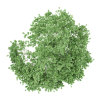 3d rendering of Birch tree from the topview png