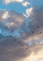 Birds flying between clouds photo
