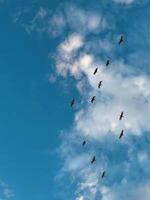 Birds flying between clouds photo