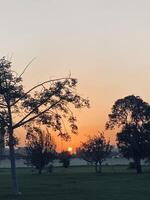 Sunset between trees photo