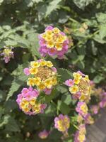 Trees and Flowers photo