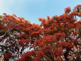Trees and Flowers photo