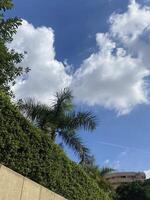 Clouds and trees photo