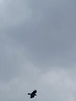 Birds flying between clouds photo