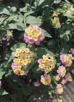 Trees and Flowers photo