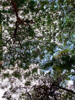 Trees and Flowers photo