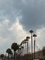 Clouds and trees photo