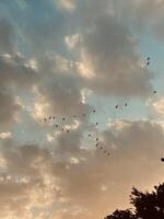 Birds flying between clouds photo