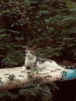 Cat sitting on a bench photo