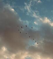 Birds flying between clouds photo