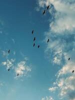 Birds flying between clouds photo