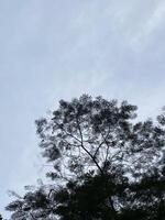Clouds and trees photo