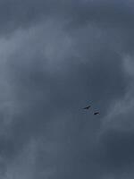 Birds flying between clouds photo