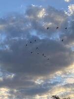 Birds flying between clouds photo