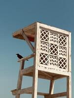 Crow Standing on Lifeguard's seat photo