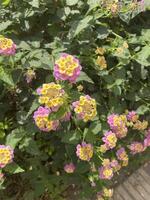 Trees and Flowers photo