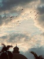 Birds flying between clouds photo