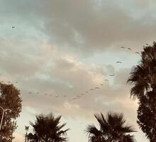 Birds flying between clouds photo