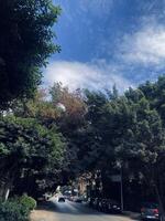 Clouds and trees photo