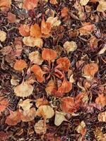 Dried Flowers in Autumn photo