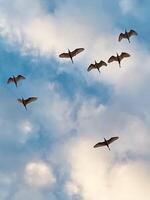 Birds flying between clouds photo