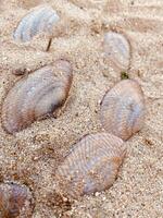 Seashells on sand photo
