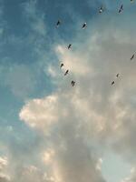 Birds flying between clouds photo