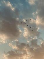 Birds flying between clouds photo