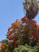 Trees in Autumn photo