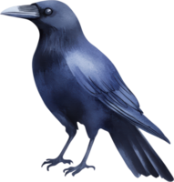 Captivating Blue Raven Standing in Profile View png