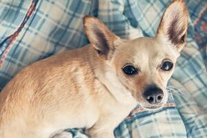 Top view of the dog's face on the bed looking directly into the camera. Tired chihuahua lying on the couch with space to copy photo