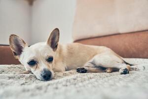 The dog, previously sitting on the bed between the chihuahua and averting his gaze. The old dog is resting. With space to copy photo