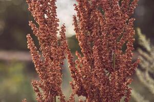 Fresh and dried fruits of Sorghum plants on the background of an autumn forest with space to copy photo