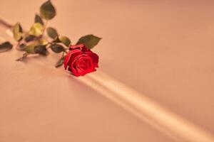 Beautiful red rose on a peach fuzz background on a narrow beam of sunlight. Background with copy space, empty, isolated on peach. Template, mock up for your design, text, card photo