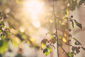 Young branches of a wild apple tree against the background of sunlight with space to copy photo