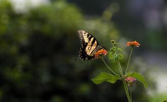 Beautiful Swallowtail Butterfly on top of lantana flowers. photo