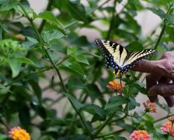 Swallowtail Butterfly being held on person's finger at garden area photo