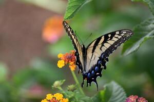 Macro image showing a swallowtail butterfly at garden photo