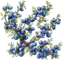 A blueberry bush with many blue berries on it. The blueberries are small and are clustered together. The bush is surrounded by green leaves and branches. The image has a peaceful and calming mood png