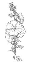 Detailed and colorful illustration of a lush green mallow branch with many leaves and bright inflorescences. Elegant image of hollyhock flowers vector